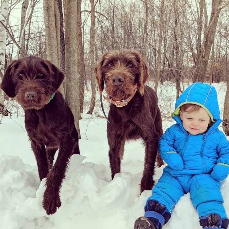 Pudelpointer Dog Breed Guide: Traits, Care & Facts