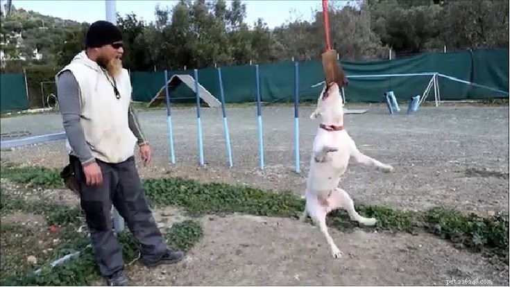 Bull Terrier Breed Profile: Facts, Temperament & Care