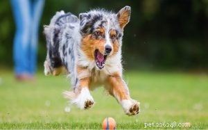 Australian Shepherd Dog: Breed Guide & Care Tips