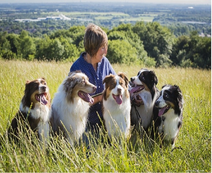 Australian Shepherd Dog: Breed Guide & Care Tips