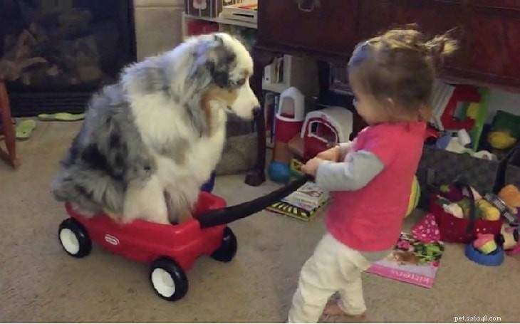 Australian Shepherd Dog: Breed Guide & Care Tips