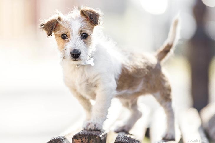 Kromfohrlander Dog Breed Guide: Traits, Care & History