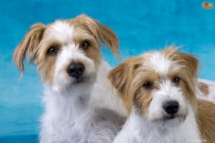 Kromfohrlander Dog Breed Guide: Traits, Care & History