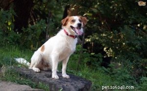 Kromfohrlander Dog Breed Guide: Traits, Care & History