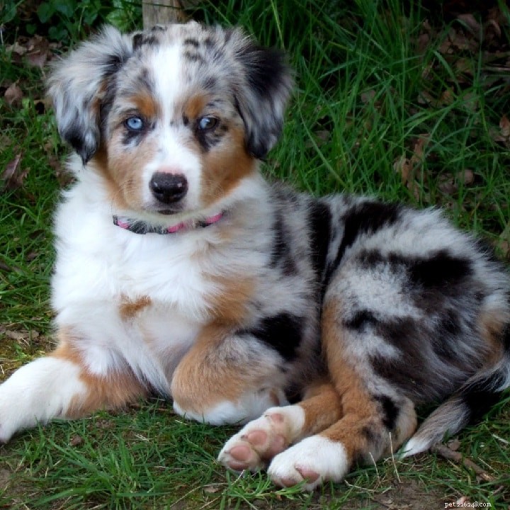 Miniature American Shepherd: Key Facts & Breed Overview