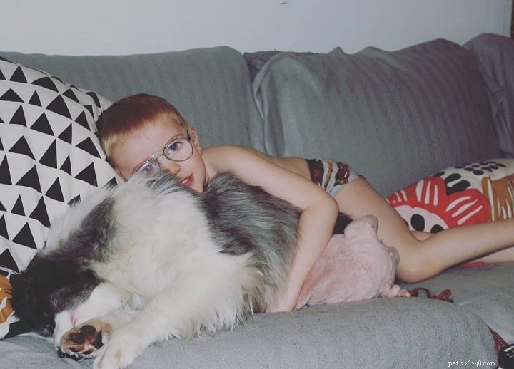 Miniature American Shepherd: Key Facts & Breed Overview