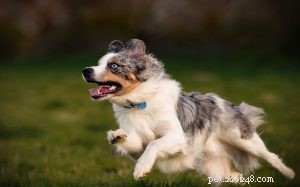 Miniature American Shepherd: Key Facts & Breed Overview