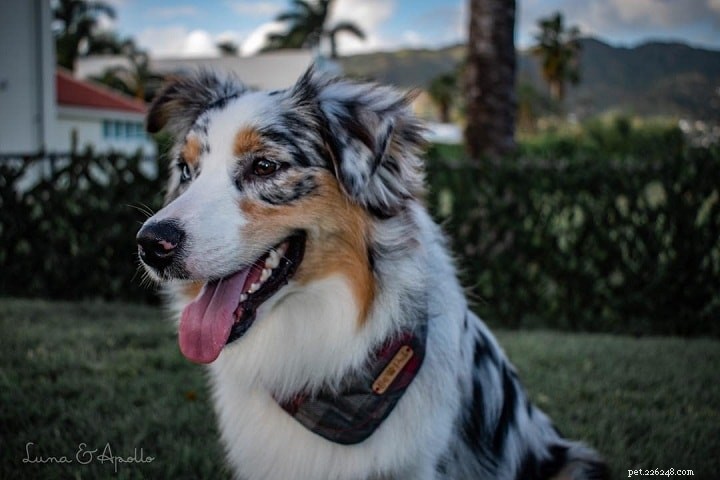 Miniature American Shepherd: Key Facts & Breed Overview