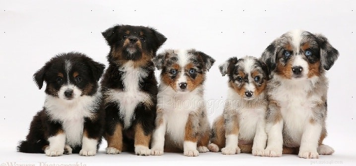 Miniature American Shepherd: Key Facts & Breed Overview