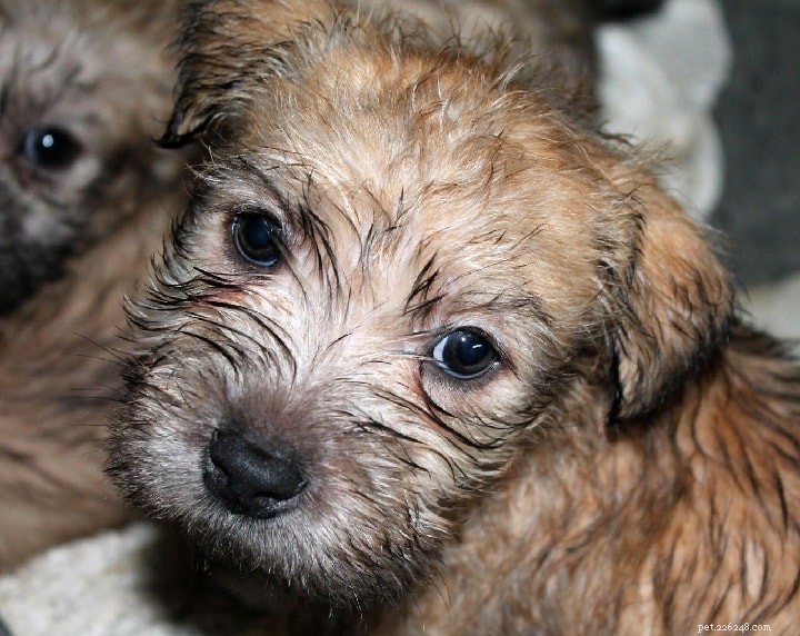 Glen of Imaal Terrier: Comprehensive Breed Profile & Care Guide