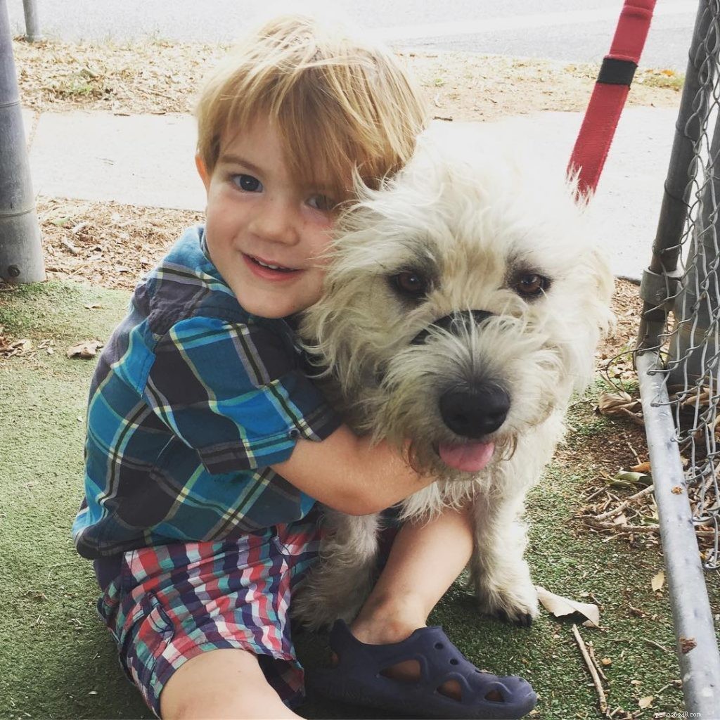 Glen of Imaal Terrier: Comprehensive Breed Profile & Care Guide