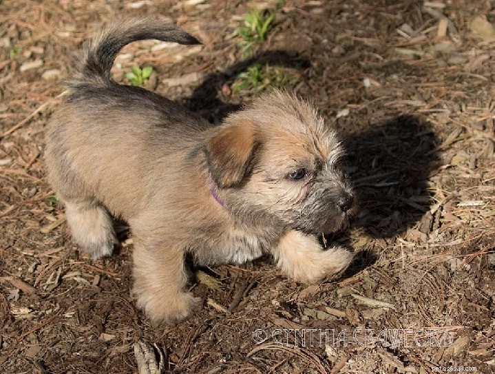Glen of Imaal Terrier: Comprehensive Breed Profile & Care Guide
