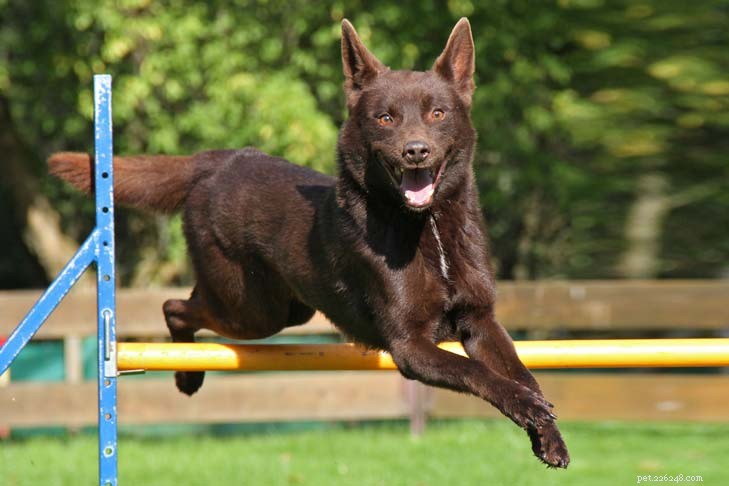 Australian Kelpie: The Ultimate Guide to Traits, Care & Training