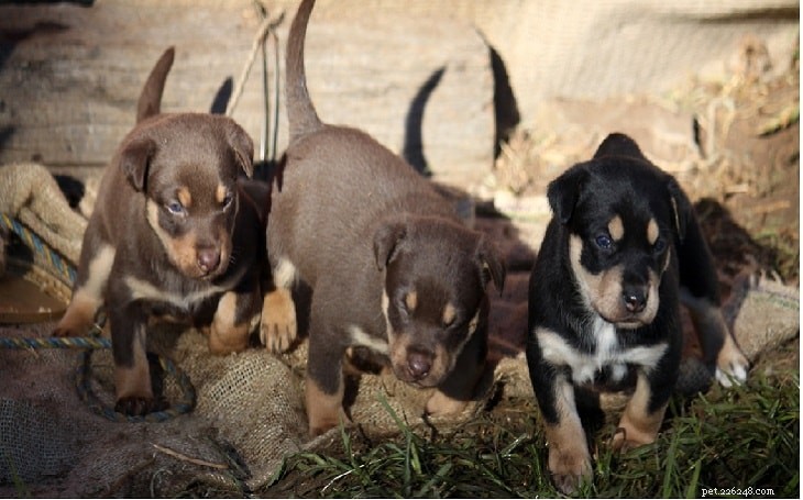 Australian Kelpie: The Ultimate Guide to Traits, Care & Training