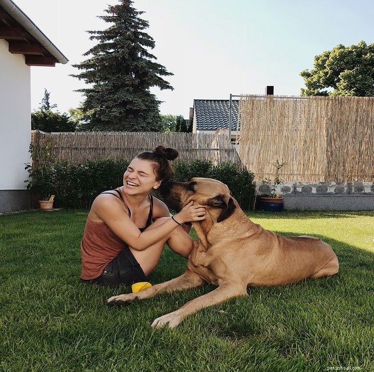 Broholmer Dog Breed: Danish Mastiff Characteristics & Care