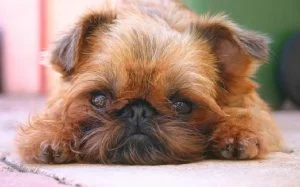 Everything You Need to Know About the Brussels Griffon Dog
