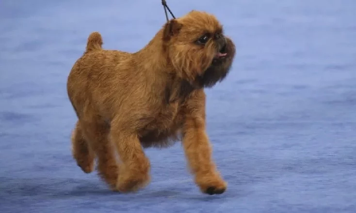 Everything You Need to Know About the Brussels Griffon Dog