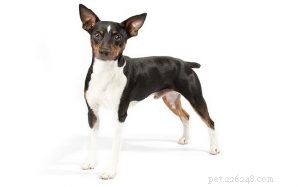 Rat Terrier Dog Breed: Origin, Traits, and Care Guide
