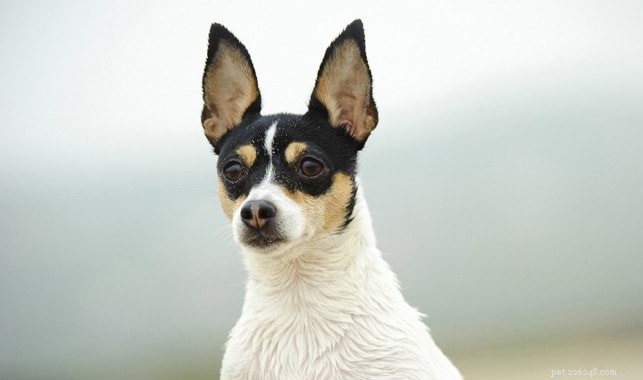 Rat Terrier Dog Breed: Origin, Traits, and Care Guide