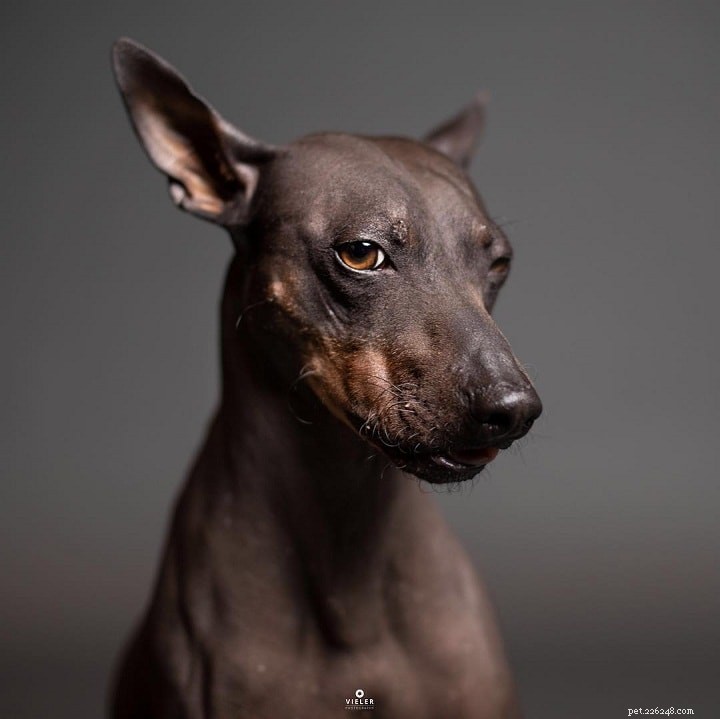 Rat Terrier Dog Breed: Origin, Traits, and Care Guide