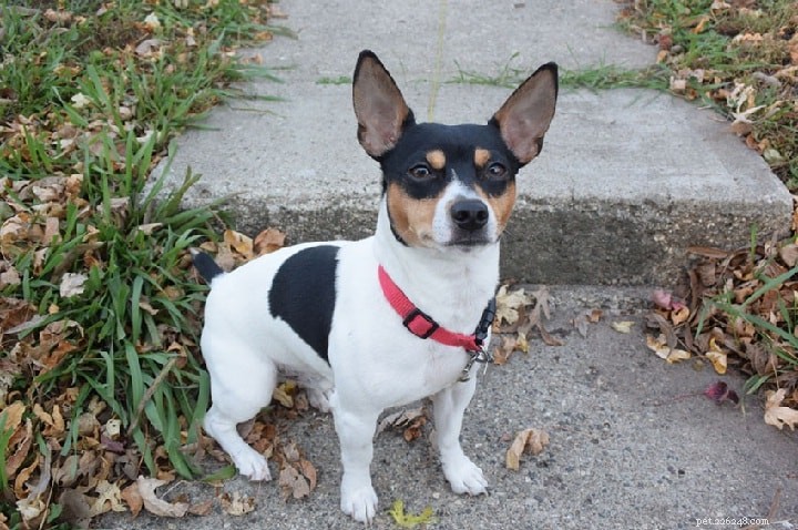 Rat Terrier Dog Breed: Origin, Traits, and Care Guide