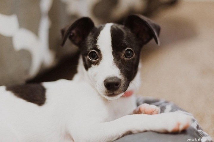 Rat Terrier Dog Breed: Origin, Traits, and Care Guide