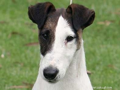 Rat Terrier Dog Breed: Origin, Traits, and Care Guide