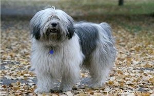 Polish Lowland Sheepdog: Trusted Breed Overview & Key Traits
