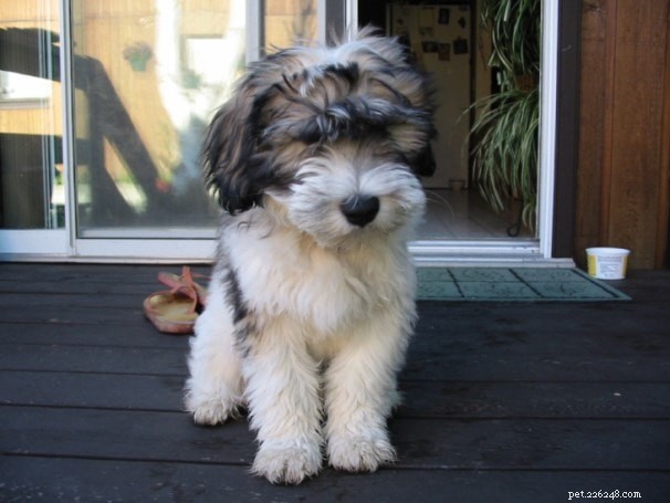 Polish Lowland Sheepdog: Trusted Breed Overview & Key Traits