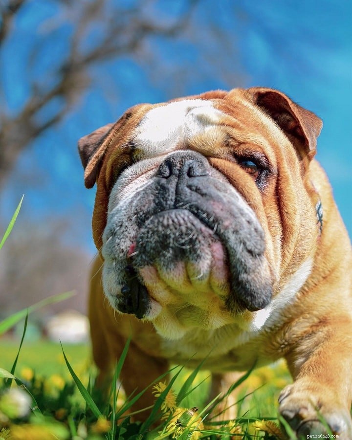 Miniature Bull Terrier: A Complete Breed Overview