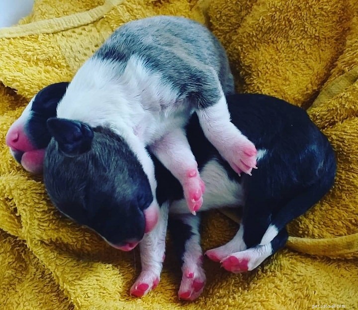 Miniature Bull Terrier: A Complete Breed Overview