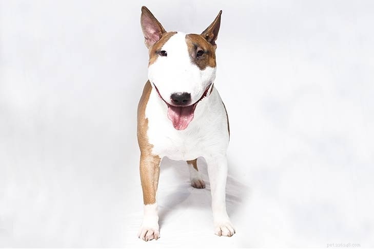 Miniature Bull Terrier: A Complete Breed Overview