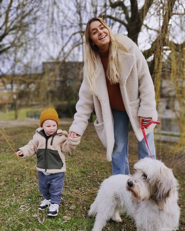Petite Basset Griffon Vendéen: Complete Breed Overview