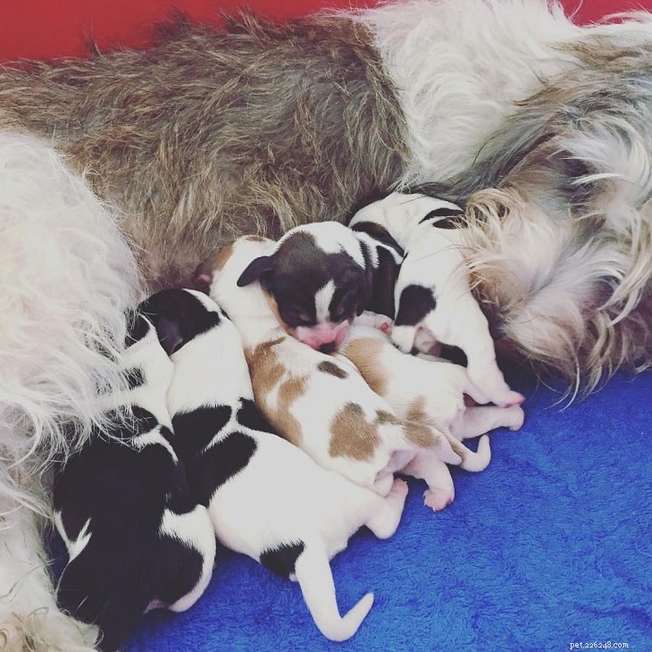 Petite Basset Griffon Vendéen: Complete Breed Overview