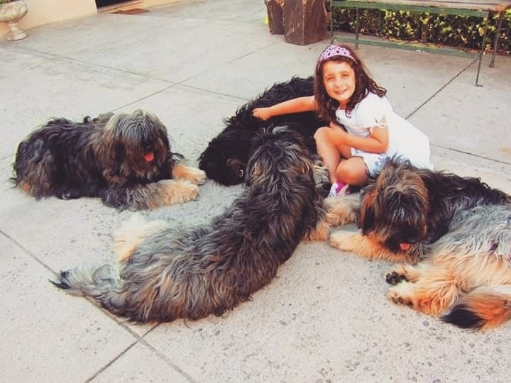 Portuguese Sheepdog: Breed Overview & Key Traits