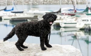 Portuguese Sheepdog: Breed Overview & Key Traits