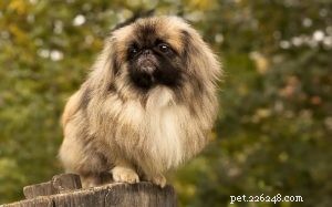 Pekingese Dog: Origin, Traits, and Care Guide