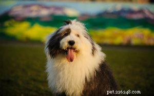 Old English Sheepdog: Breed Overview & Key Facts