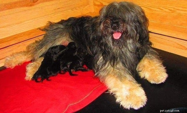 Portuguese Sheepdog: Breed Overview & Key Traits