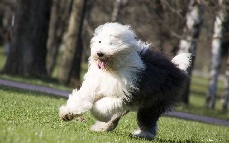 Old English Sheepdog: Breed Overview & Key Facts