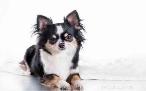 Chihuahua Dog Breed Guide: Characteristics, Care, and History