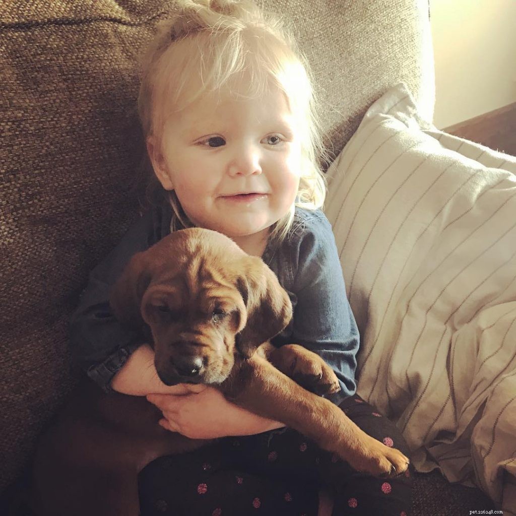 Redbone Coonhound: Complete Breed Profile & Care Guide