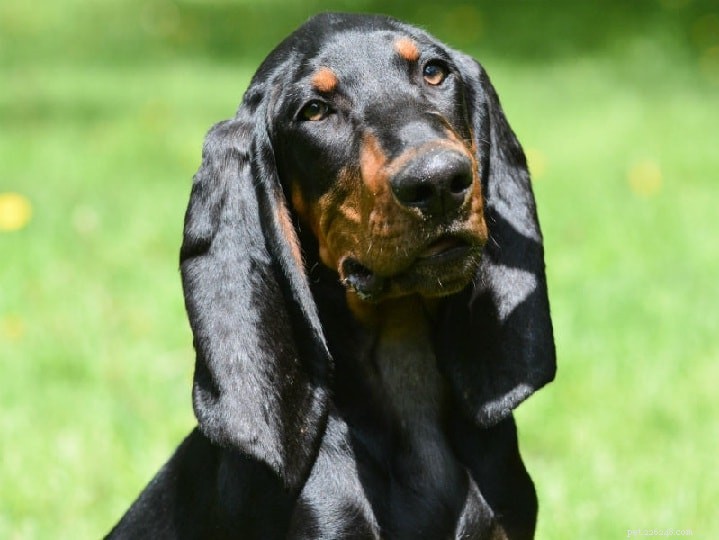 Redbone Coonhound: Complete Breed Profile & Care Guide