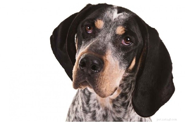 Redbone Coonhound: Complete Breed Profile & Care Guide