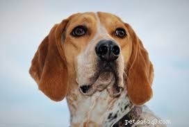 Redbone Coonhound: Complete Breed Profile & Care Guide