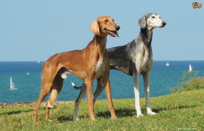 Saluki Dog Breed Profile: History, Traits, and Care