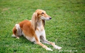 Saluki Dog Breed Profile: History, Traits, and Care