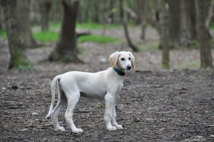 Saluki Dog Breed Profile: History, Traits, and Care