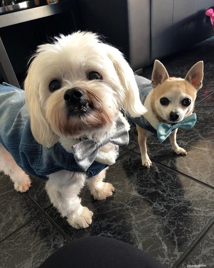 Maltese Shih Tzu (Malshi) – Size, Care, History & Why They’re Low‑Shedding Dogs