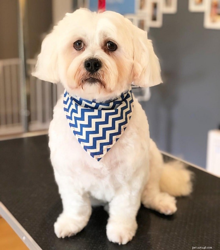 Maltese Shih Tzu (Malshi) – Size, Care, History & Why They’re Low‑Shedding Dogs